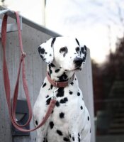 Hundehalsband Sametti Altrosa