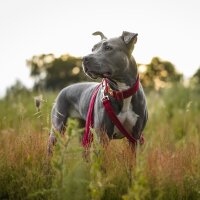 Hundehalsband Sametti Fuchsia