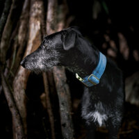 Hundehalsband Sametti Eisblau