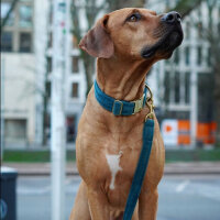 Hundehalsband Sametti Petrol