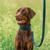 Hundehalsband Sametti Petrol