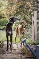 Hundehalsband Sametti Petrol