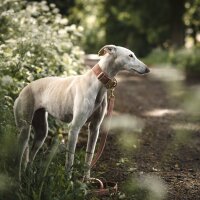 Hundeleine Sametti Altrosa