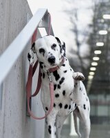 Hundeleine Sametti Altrosa