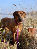 Hundeleine Sametti Lila