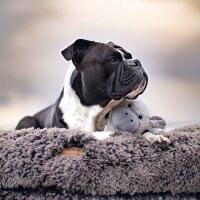 Hundebett Wolke&reg; Zottel Schwarz-Beige