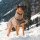 Hundemantel Leo (Gesteppt)